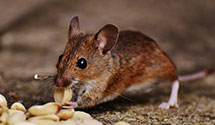 24 Hour & Emergency Exterminators in Scandia, WA
